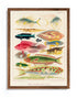 Mocha Wood Framed Great Barrier Reef Fishes Vintage Illustration Wall Art Print